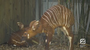 Bongo Bongo Bongo! The Houston Zoo’s male eastern bongo Bobby is a daddy, times three! Over a span of three and a half weeks, the three female bongos each gave birth to healthy calves. After spending time bonding behind-the-scenes, all three baby bongos and their mothers can be seen daily in the bongo yard at the Houston Zoo. Read more: bit.ly/3lYqG3w | Houston Zoo