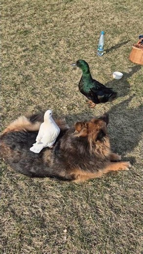 Jerry the Duck, Pudzian the Pigeon and Gaja the Shepherd are resting 🐕😁🦆😂🕊 #duck #pigeon #germans...