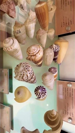 ✨ Seashell Vibes: Cool Spiral Treasures! 🐚🌊 #sea #shell #nature #globewhisper #nargeskarami