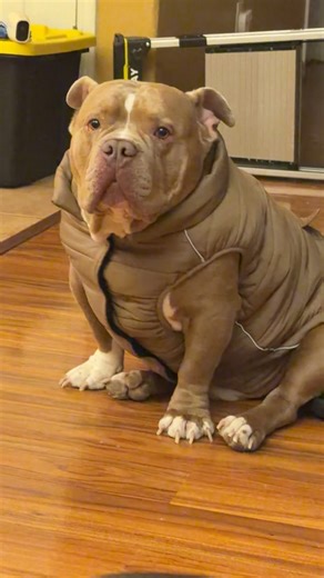 Adorable Bulldog Pup: Meet My Little Stud Muffin