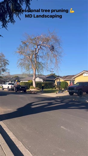 Professional tree removal and pruning | MD Gardening & Landscaping
