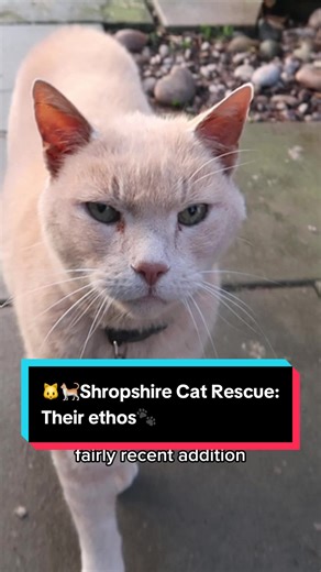 #foryoupage #animalshelter #animals #cat #catshelter