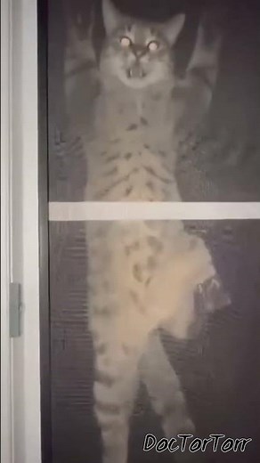 Half Life SFX Cat 5 #memes #hl #cat