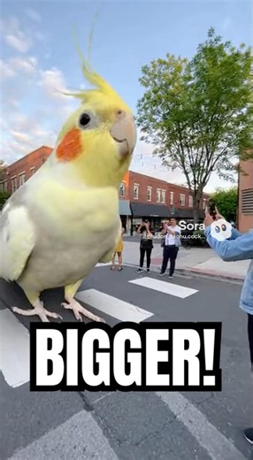 If Udon were human-sized🤩🍜 #cockatiel #นกแก้ว #parrot #calopsita #cute