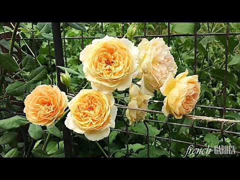 Crown Princess Margareta | Amazing Apricot English Climbing Rose by David Austin -2021 & 2022 blooms