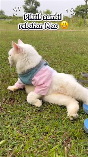 Cats having a picnic while lying down 😻 #cat #cutecat #cats #funnycats #shorts #catvideos