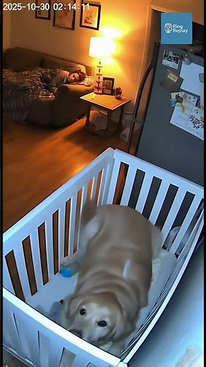 Golden Retriever Covers Baby Seconds Before Fridge Explosion