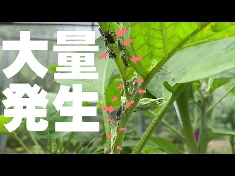 [Massive Infestation Alert] How to get rid of stink bugs and recommended pesticides