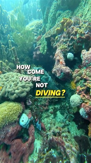 World Diving Lembongan on Instagram: "Book 2 days or more of diving with us and enjoy 🎁 FREE Nitrox tanks! ⏳ This promo ends this month ✔️ Nitrox certified? You’re all set ✔️ Not certified yet? Get 20% OFF our Nitrox course Limited spots available — now’s the perfect time to plan your dives 🌊 ✉️ Email: info@world-diving.com ☎️ WhatsApp: +62 812-3900-686 🔗 Web: world-diving.com #divinglembongan #nusalembongan #scubadiving #divetoday #scubadiverlifestyle"