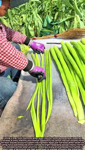 Scientific Principles of Slicing Thick Green Plant Stems Thinly