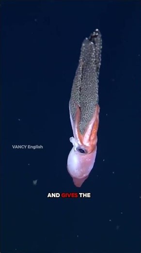 Did You Know Squids Use Ink Clouds to Escape Predators? 🦑💨\n‎