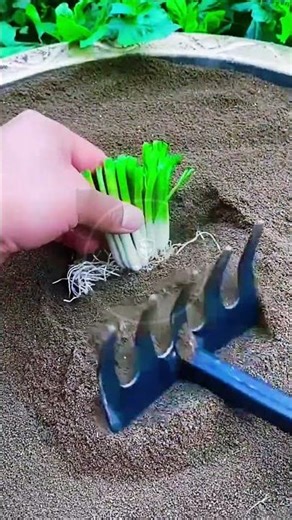 Perfect Scallion Transplanting: Clean Roots to Rich Soil! 🧅⛏️ #farmoratv #nature #asmr