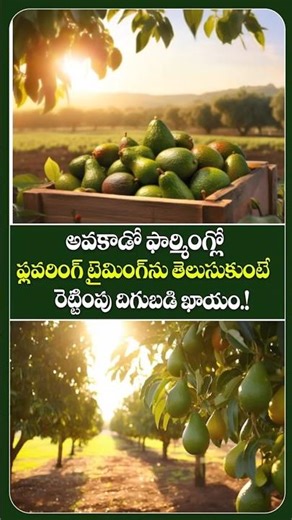 Right Flowering Time = Double Yield | Avocado Farmers’ Success Formula! | Deccan Exotics #ytviral