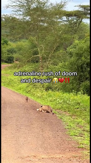 Cubs Show Disbelief in Wild Encounter