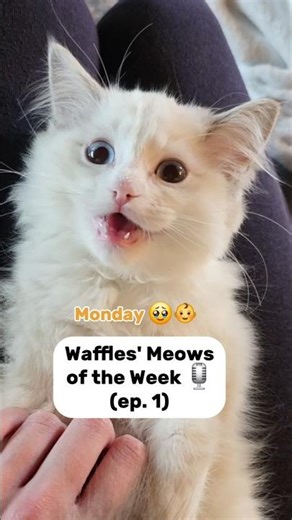 Waffles MOTW debut! 😍