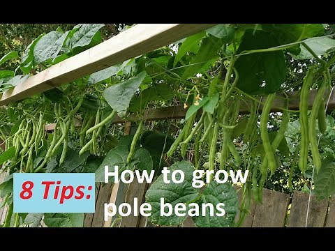 8 Tips - How to grow pole green beans