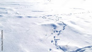 Tracks of wild animals in the snow. Rabbit tracks in the snow. Follow the trail. Footprints.