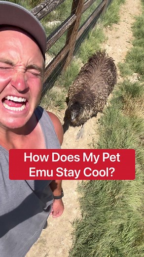 How Do I Keep My Pet Emu Cool?! 🥵 | Corbin Maxey