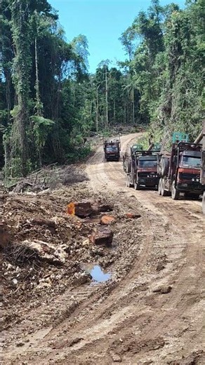 Loging bersusun menunggu gilaran di pagi hari