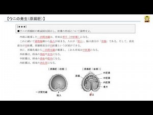 ウニの発生(原腸胚) 【高校生物】