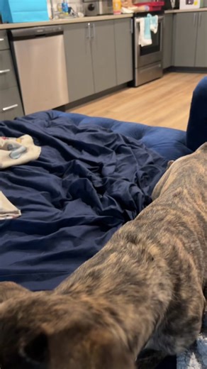 Sassy Talking Dog Fights Back! Leave Me Alone and Grow Up! #foryou #dogsoftiktok