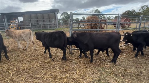 Coming to Dalby sale tomorrow 25th June 2025 - 106 x mixed sex weaners - Brangus & Charbray - Good quiet calves - approx 180 - 230kg - Renowned doers ex first forest country at Ballogie - Contact Aaron Randall 0458 732 117 | Aussie Land & Livestock