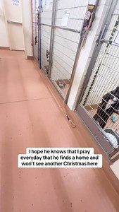 Bark is adoptable at the Benton Franklin Humane Society in Kennewick, Washington. #shelterdogsrock #adoptme #tricitieswa | Julie Saraceno