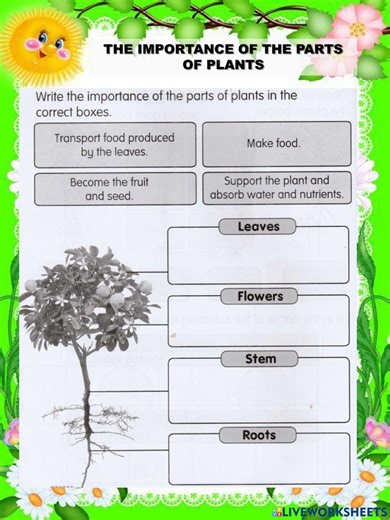 The importance of parts of plant worksheet