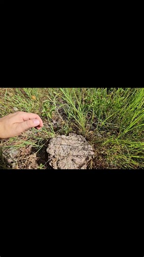 3K views · 39 reactions | Cow Patties sometimes provide good habitat in dry areas. They hold a little moisture underneath that can help a small animal survive dry conditions. #CowPatty #snake #flipping | Mark Pyle | Facebook