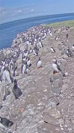 Farne Islands 'puffin cam' offers bird's-eye view of colony's antics