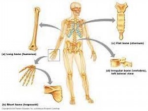 Diagnosis of metabolic bone diseases ; Bone Formation, Bone Resorption