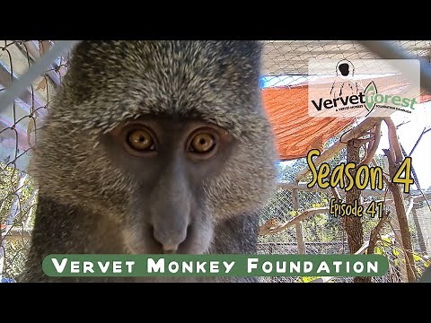 Nino the baby samango monkey makes Jalamango his home whilst Floki monkey keeps us entertained.