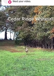 185K views · 3.6K reactions | Giant | Cedar Ridge Whitetails | Facebook