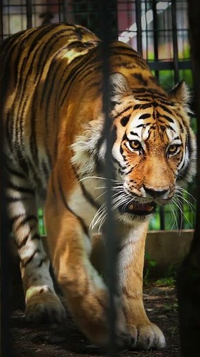 SIGMA150-600で動物園の動物達の目を捉えてみた！ #lumixs #photography #lumixs5 #birds #lumixs5ii #写真