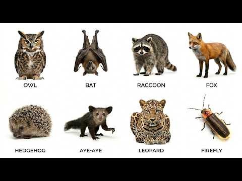 "Types of nocturnal animals explained in 7 minutes."