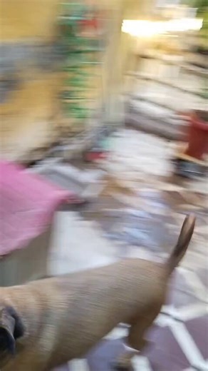 Chicos por favor está campaña es para reunir 39.500 pesos y poder devolver el dinero a la Sra del temporal donde están Mia, Mady y Lexie por concepto de alimento, les pido ayuda,ellas buscan hogar se encuentran en #santiagodechile ,dejo datos o bien si alguien desea donar un saco