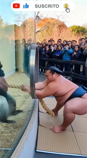 Un breve video que captura una competencia inusual y divertida de “tira y afloja” entre un luchador de sumo y un poderoso gorila de espalda plateada, separados por un grueso cristal de seguridad en un zoológico. El sumo se inclina hacia atrás con concentración y técnica, mientras el gorila sostiene la cuerda con fuerza instintiva, creando un enfrentamiento intenso pero juguetón. La escena destaca el contraste entre la disciplina humana y la potencia natural del animal, todo dentro de un entorno 