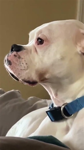 Bro, just hear me out first... then you can bark! 😂🐶" #10millionview