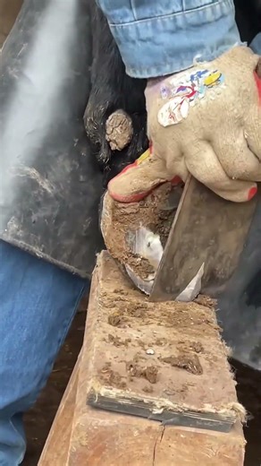 The donkey's hoof is too long and has holes丨ASMR丨Donkey hoof cutting sound