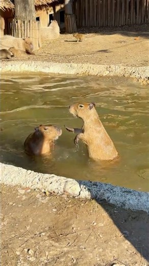 Capybara Water Fight – Cutest Underwater Battle Ever! 😂 #capybara #funnyanimals #pets