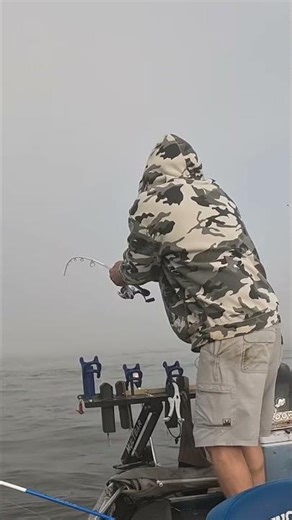 Drag pulling hybrid stripe. Check out the full video of this hard fighting fish. #TennesseeRiver