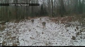 Cool video! Check out the pack of wolves caught on trail cam in northern Wisconsin http://bit.ly/2h5GP5g | WKOW 27