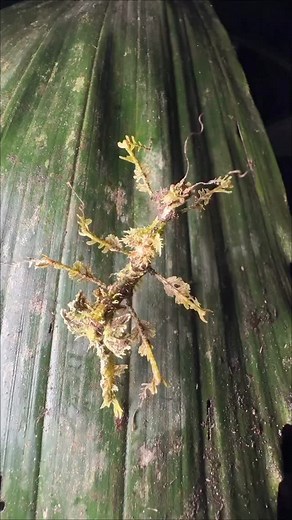 Deep in the rainforest of Ecuador is nature's ultimate mimic, the Trychopeplus walking-stick. This insect exquisitely the surrounding lush foliage, even with its own own perfect doppelgänger of moss and lichen! It even waves rhythmically back-and-forth as if being gently pushed by a tropical breeze, all in it great forgery of its surroundings! This incredible footage was captured by the immensely talented wildlife photographer: | Jeff Corwin