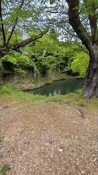 鶴ヶ城公園さんぽ #会津さんぽ #鶴ヶ城 #会津若松市