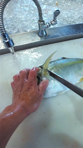 EyeVenture | 一人称視点(POV)専門メディア on Instagram: "でっかいシマアジを華麗に捌く鳴門市場の職人の手元がスゴい / Incredible Knife Work on a Huge Striped Jack 「鳴門地方卸売市場 鳴門魚市」 住所：徳島県鳴門市里浦町粟津西開３８−１ TEL：0886-76-2286 営業時間：平日8時30分～13時。週末・祝日、土・日8時30分～14時。 定休日：火曜、水曜 Google Map：https://maps.app.goo.gl/FmC5xuZzpzaXHFYP8?g_st=ic Web：https://narutouoichi.com Instagram： @narutouoichi TikTok：https://www.tiktok.com/@narutouoichi YouTube：https://youtube.com/@narutouoichi #POV #fishmarket #craft #crafts #craftman #一人称視点 #鳴門市場 #漁場 #水産加工 #徳島 #徳島県 #職人