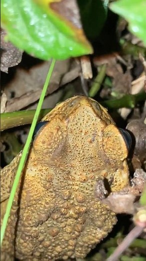 big ass frog