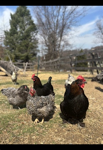Unique Qualities of Black Cooper Marans Chickens