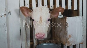 Calf Care. Dairy farm management and calf feeding. Close-up shot