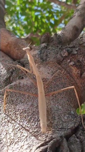 tracking playing mantis