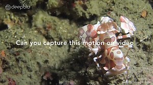 The ocean: so serene and yet so furious with perpetual motion. Why not capture all this zipping, bobbing, swinging and rocking on camera and submit your creation to the Motion of the Ocean Video Contest? Every week, the best video will receive a COSMIQ Dive Computer! Supporters will also receive viewers' award!! More details: https://www.deepblu.com/events/2017APR_VideoContest/ | Deepblu